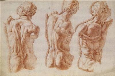 studie-eines-mannlichen-torsos-in-drei-stellungen