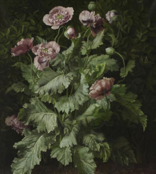 poppy-plant-no-2