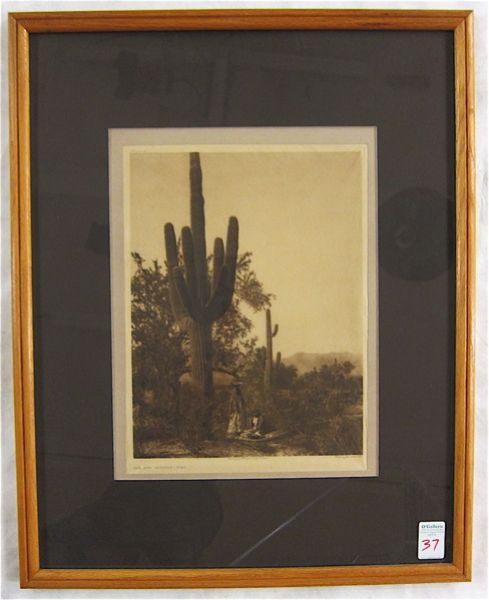 saguaro-harvest-pima