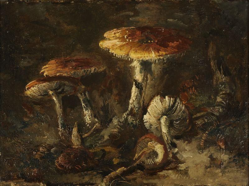 paddestoelen