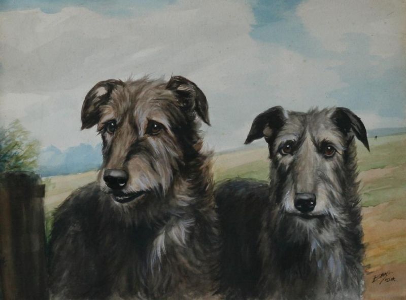 irish-wolfhounds