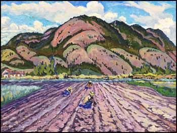 thinning-lettuce-fields