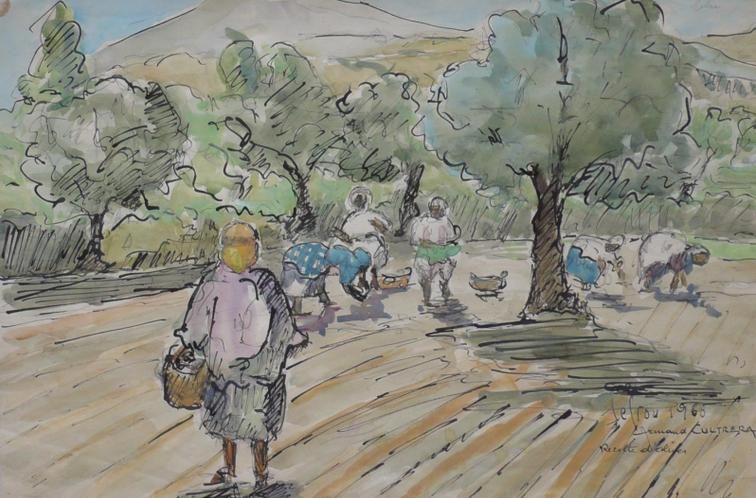 la-recolte-des-olives