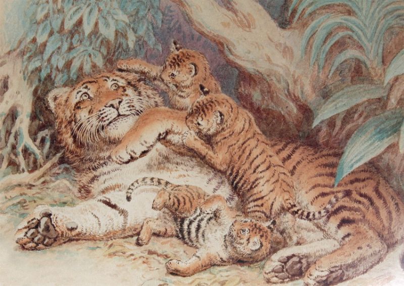 tiger-with-playful-clubs