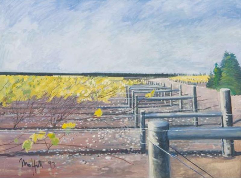 grape-vine-paddock-number-3-canterbury-paddocks-series