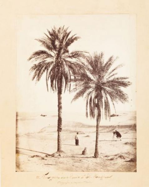 vue-prise-dans-l-oasis-d-el-hadjira