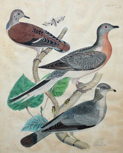 columba-pigeons-and-quiscalus-grakle-s