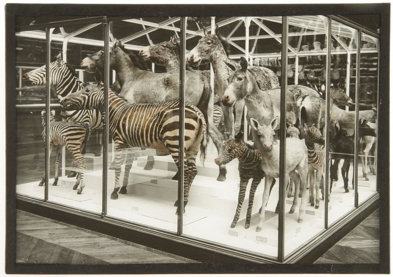 collections-du-museum-d-histoire-naturelle-et-du-louvre