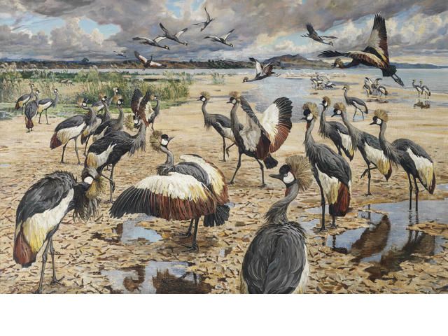 a-congregation-of-crowned-cranes