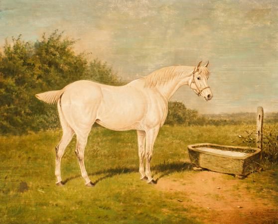 caballo-blanco