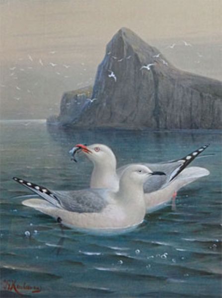 red-billed-gull-black-billed-gull