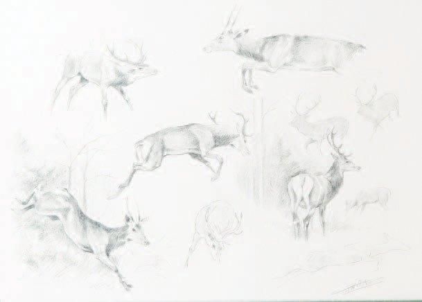 etude-de-cerfs