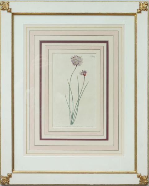 alliums