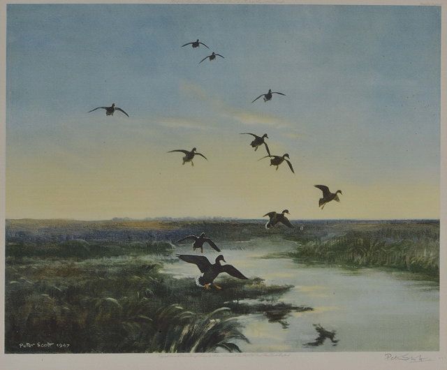 mallards-arriving-at-dusk