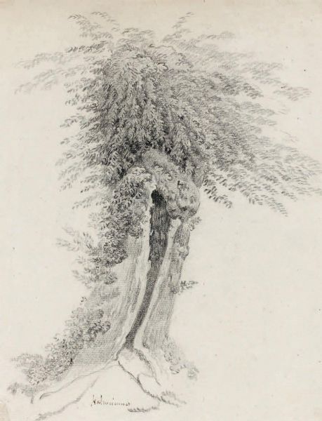 un-saule-creux