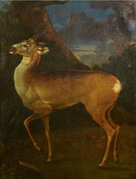 roebuck