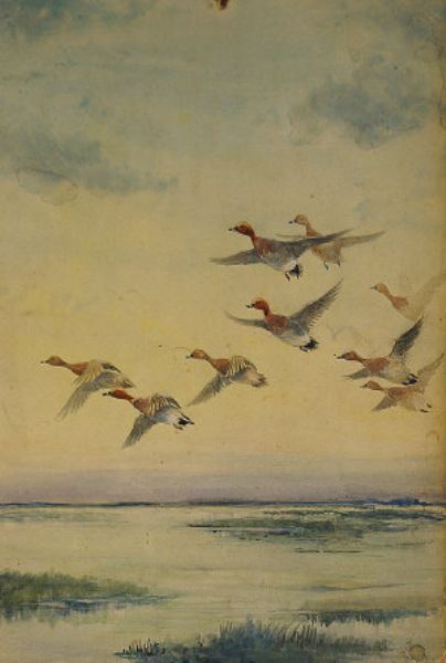 widgeons-in-flight