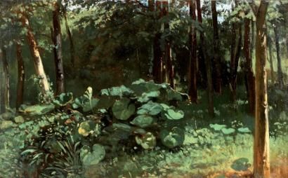 sous-bois