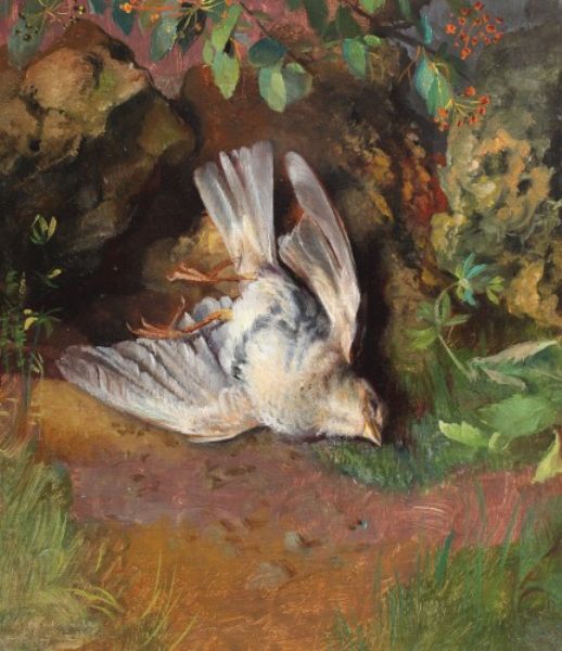 porumbi-a