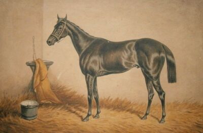 race-horse-in-stable