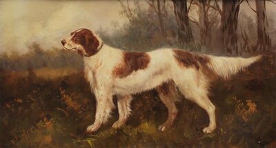 irish-red-white-setter-in-a-landscape