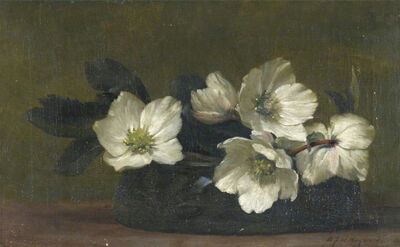 white-hellebores
