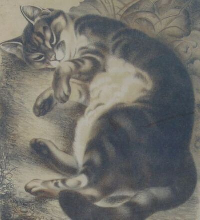 cat-in-the-sun