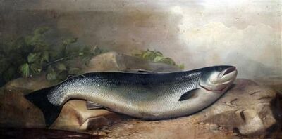 study-of-a-large-salmon
