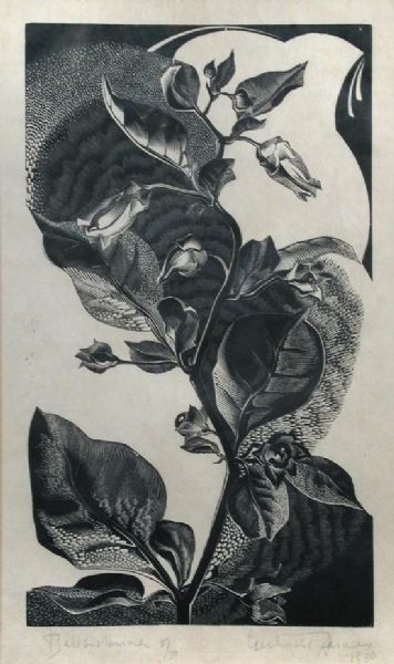 belladonna