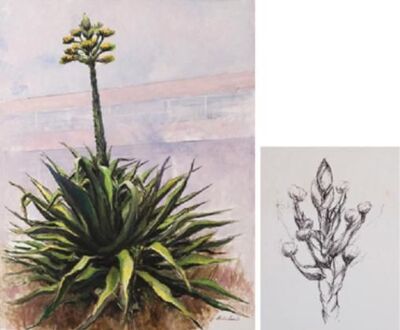 maguey-en-flor-and-boceto-para-maguey-en-flor
