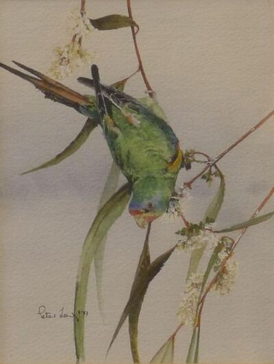 parrot