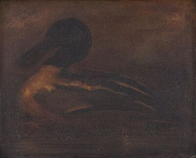 spoonbill-duck