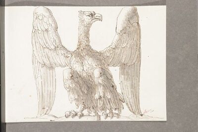 aigle