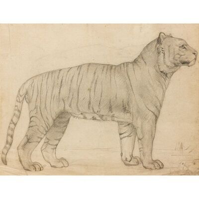 etude-d-un-tigre-du-bengale