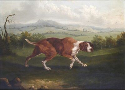the-spanish-pointer