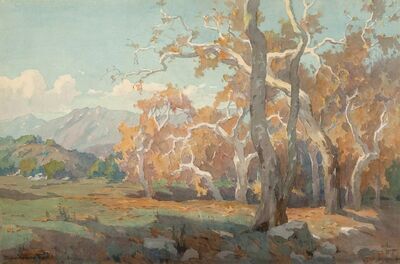 yellow-sycamore-trees