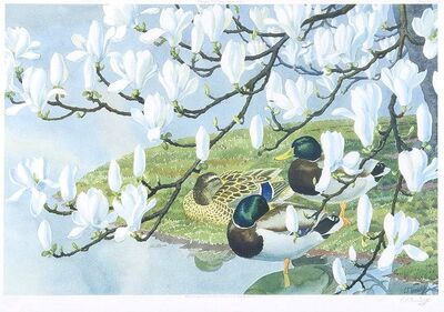mallards-under-a-flowering-magnolia-tree