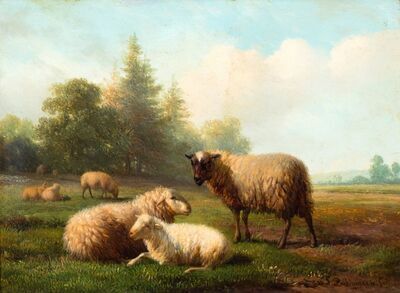schapen-in-een-weide