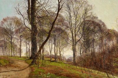 spring-in-the-beech-forest