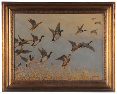 ducks-rising-mallards