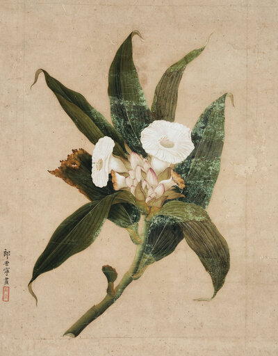 morning-glory