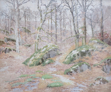 etude-d-arbres-dans-la-foret-de-fontainebleau