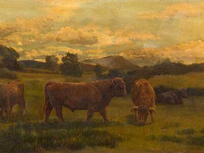 cattle-in-a-field