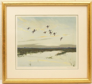 pintails-dropping-in