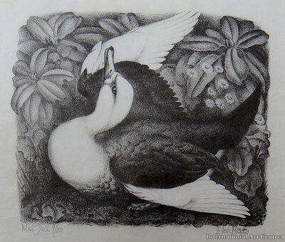 musk-duck