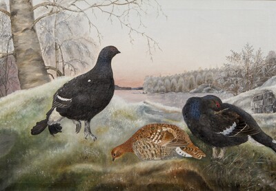 black-grouses