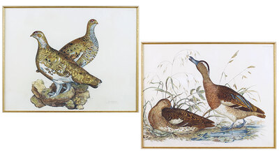 two-hand-colored-etchings-gargany-teal-and-ptarmigan