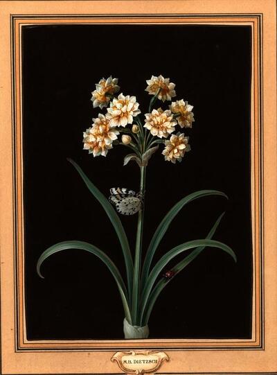 botanical-studies-pair