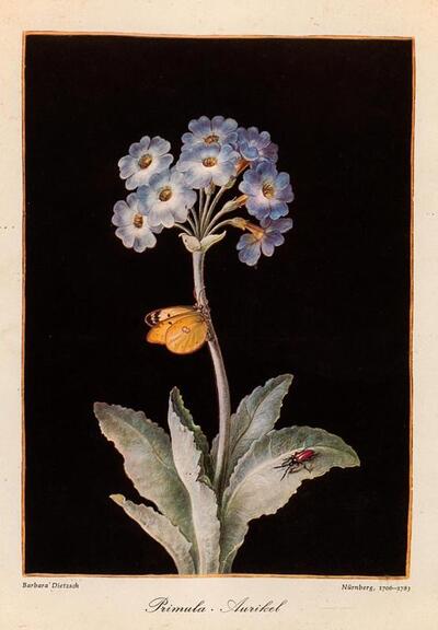 primula-aurikel