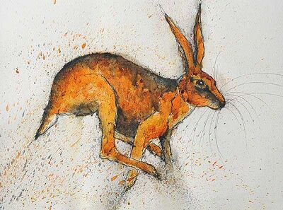 startled-hare